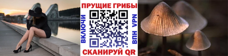 дарнет шоп  Асино  KRAKEN онион  нарко площадка телеграм  Псилоцибиновые грибы Psilocybine cubensis 